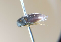 Eucinetidae