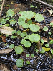 Hydrocotyle umbellata