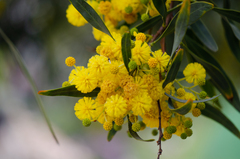 Acacia retinodes