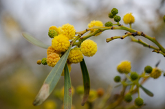 Acacia retinodes
