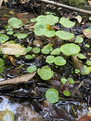 Hydrocotyle umbellata