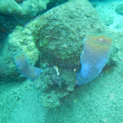 Callyspongia plicifera