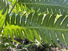 Cyathea horrida