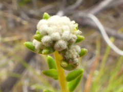 Phylica lasiocarpa