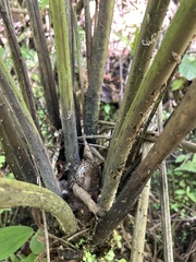 Cyathea horrida