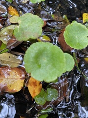 Hydrocotyle umbellata