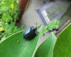 Cyrtonota thalassina