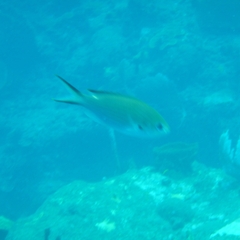 Azurina multilineata