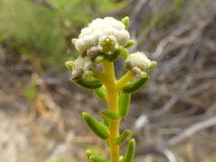 Phylica lasiocarpa