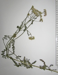 Achillea inundata