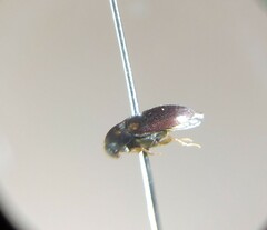 Eucinetidae