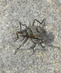 Rhyparochromus