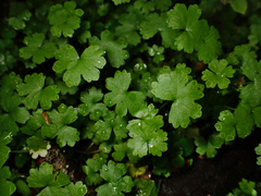 Hydrocotyle heteromeria