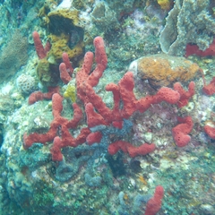 Amphimedon compressa