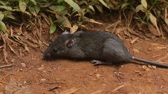 Mastomys natalensis
