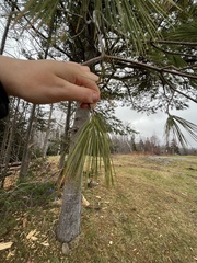 Pinus strobus