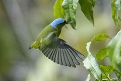 Chlorophonia elegantissima
