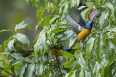 Chlorophonia elegantissima