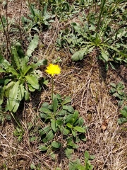 Pilosella piloselliflora