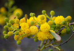 Acacia retinodes