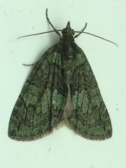 Hydriomena