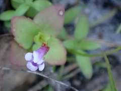 Torenia crustacea