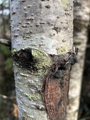 Lecanora thysanophora