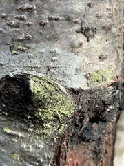 Lecanora thysanophora