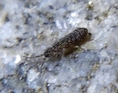 Isotomurus