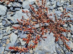 Epilobium melanocaulon