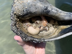 Octopus americanus