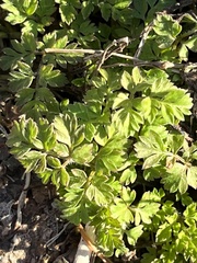Chaerophyllum procumbens