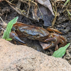 Barytelphusa cunicularis