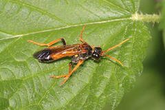 Tenthredo campestris