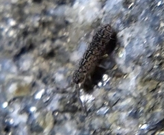 Isotomurus