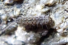 Isotomurus