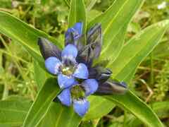Gentiana cruciata cruciata