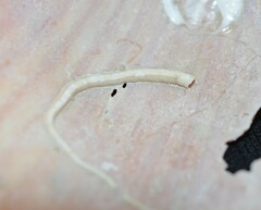 Vermetoidea