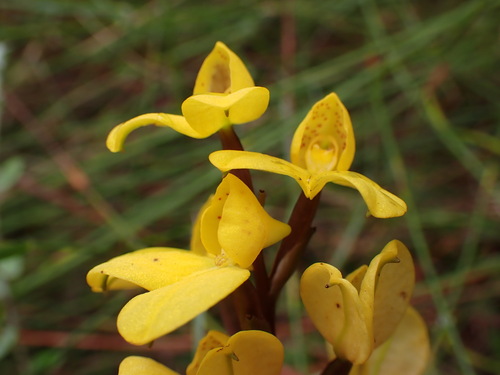 Image of Disa aurata by (c) Ren Hoekstra, some rights reserved (CC BY)