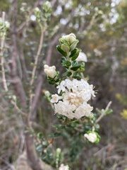 Pimelea nivea
