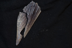 Pinnidae