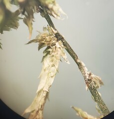 Subsecunda