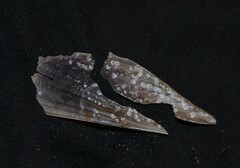 Pinnidae