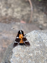 Hecatesia fenestrata