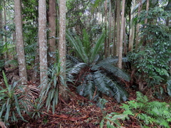 Lepidozamia peroffskyana