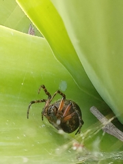 Araneus