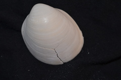 Laevicardium serratum