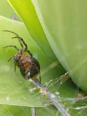 Araneus