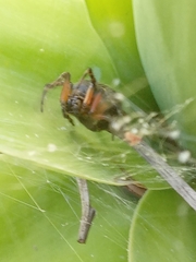 Araneus