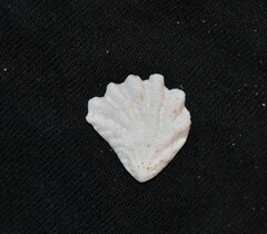 Plicatula gibbosa